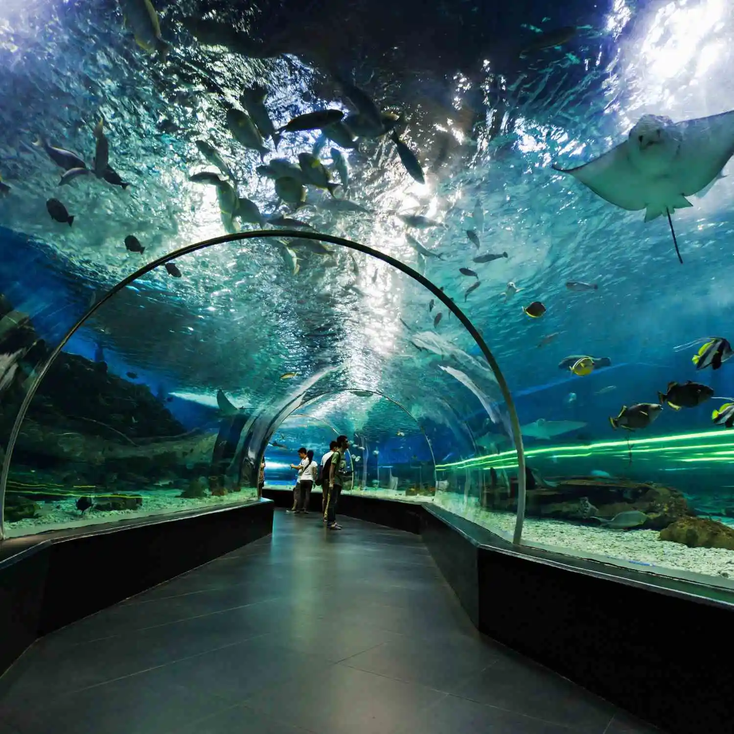 Dubai Aquarium ticket