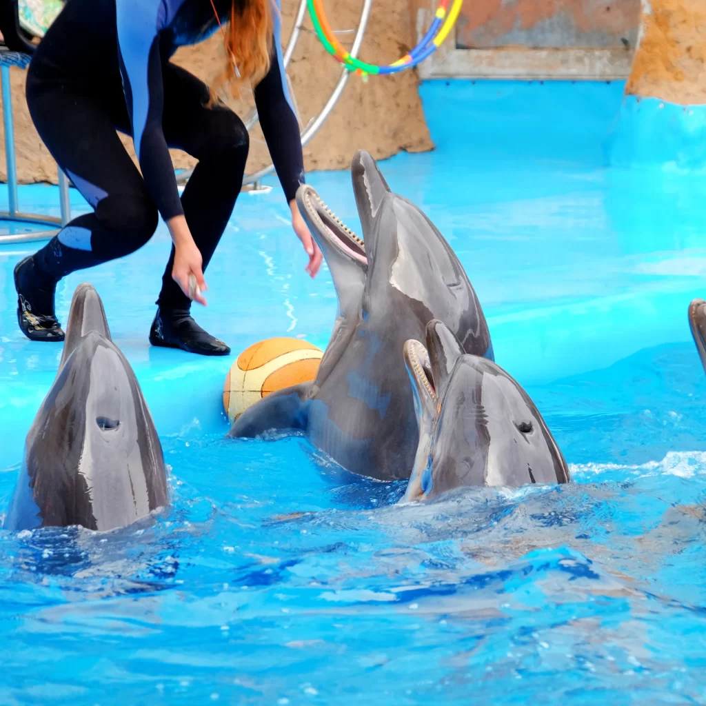 Dubai Dolphinarium